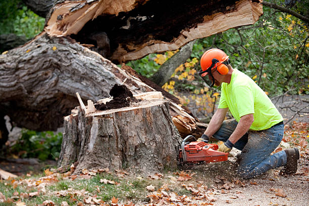 Best Firewood Processing and Delivery  in , ME