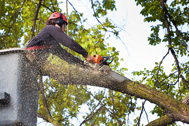 Best Emergency Tree Removal  in , ME